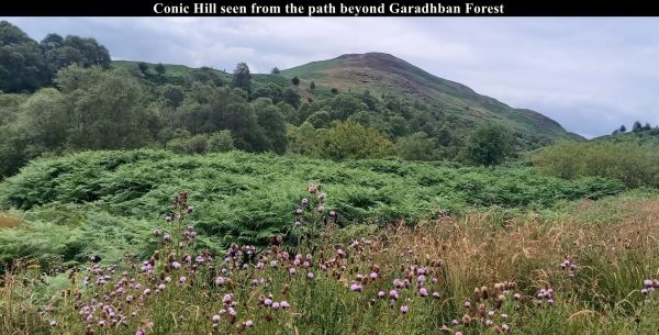 Conic Hill seen from the path through Garadhban Forest